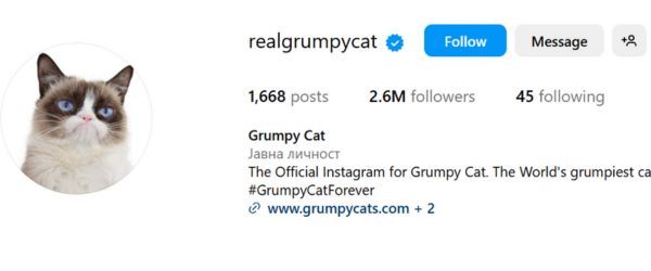 Grumpy Cat 