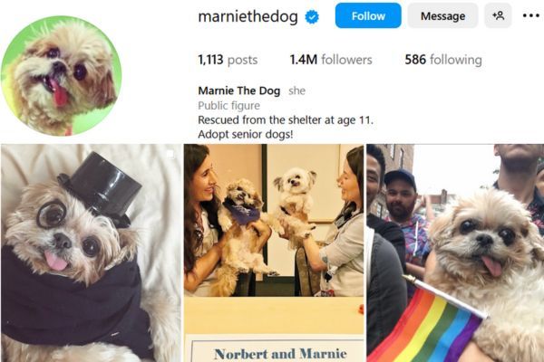 Marnie the Dog