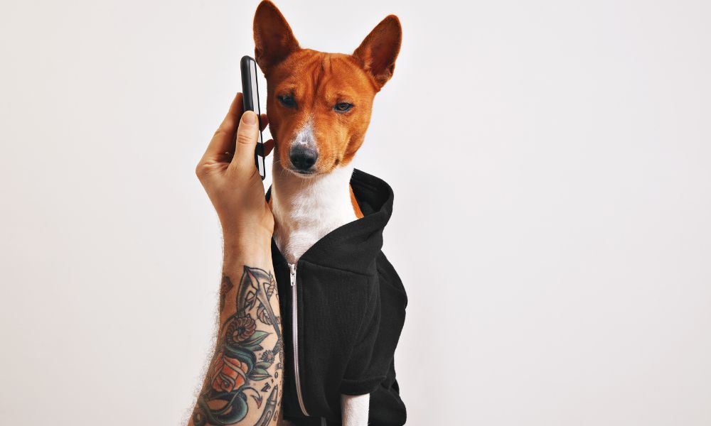 pet influencer